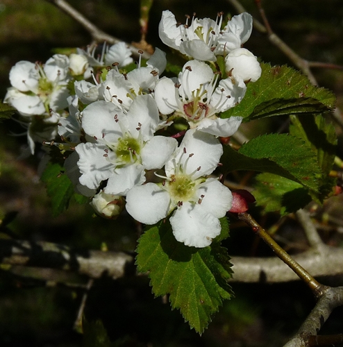 {Crataegus aemula}